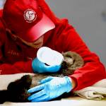 An Alaska SeaLife Center animal care specialist feeds a sea otter pup. The female pup was admitted Tuesday, April 9, 2019, after the newborn was found floating alone in Kachemak Bay. (Photo courtesy Alaska SeaLife Center)
