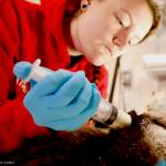 An Alaska SeaLife Center animal care specialist feeds a rescued sea otter pup. The female pup was admitted April 9, after the newborn was floating alone in Kachemak Bay. (Photo courtesy Alaska SeaLife Center)