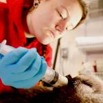 An Alaska SeaLife Center animal care specialist feeds a sea otter pup. The female pup was admitted Tuesday, April 9, 2019, after the newborn was found floating alone in Kachemak Bay. (Photo courtesy Alaska SeaLife Center)