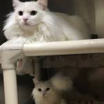 Pet of the Week: Arya