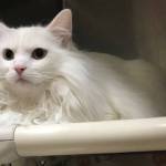 Pet of the Week: Arya