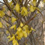 Dont miss the forsythia blooming on the corner of Pioneer Avenue and Svedlund Street on May 2, 2019. There arent many of these in Homer, so appreciate them now, for their bloom time is short. (Photo by Rosemary Fitzpatrick)