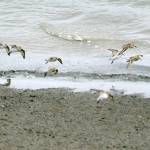 Western sandpipers land on the Mud Bay beach about noon Saturday, May 12, 2018, during the Kachemak Bay Shorebird Festival. (Photo by Michael Armstrong / Homer News).