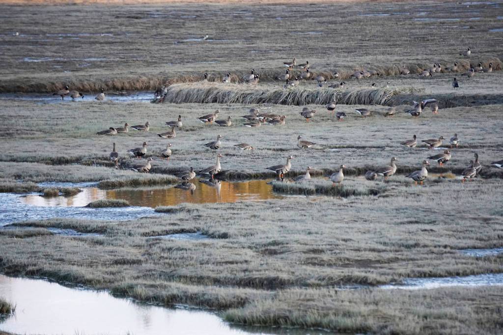 27th annual shorebird festival starts tourist season
