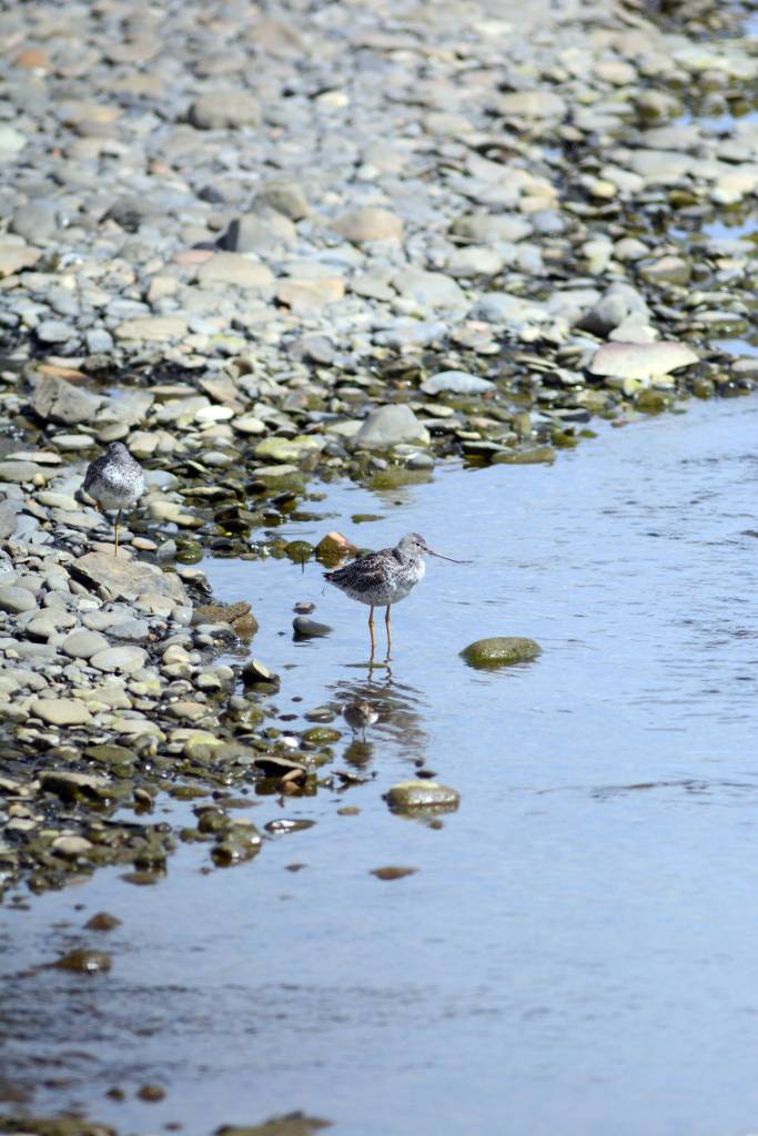 Two yellowlegs feed at Beluga Slough with a western sandpiper on May 11, 2019, in Homer, Alaska, during the Kachemak Bay Shorebird Festival. (Photo by Michael Armstrong/Homer News)