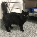 Pet of the Week: Mazey