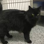 Pet of the Week: Mazey