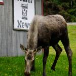 Natures own lawn service                                A moose browses on the grass of the Homer News on May 15, 2019, in Homer, Alaska. (Photo by Michael Armstrong/Homer News)