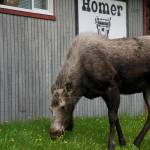 A moose browses on the lawn of the Homer News on May 15, 2019, in Homer, Alaska. (Photo by Michael Armstrong/Homer News)