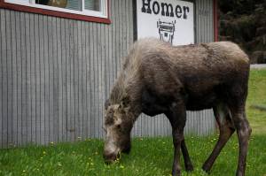 A moose browses on the lawn of the Homer News on May 15, 2019, in Homer, Alaska. (Photo by Michael Armstrong/Homer News)