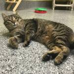 Pet of the Week: Toula