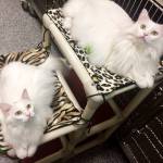 Pet of the Week: Lady Cat and Arya