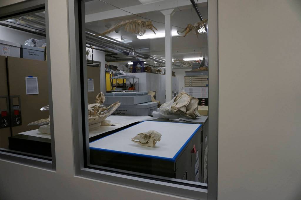 Windows into the Pratt Museum collections area allow visitors to look into the area without disturbing delicate artifacts, as seen on May 28, 2019, in Homer, Alaska. (Photo by MIchael Armstrong/Homer News)