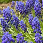 Muscari at its peak of perfection, as seen in the Kachemak Gardeners garden on May 27, 2019, in Homer, Alasa. (Photo by Rosemary Fitzpatrick)