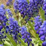 Muscari at its peak of perfection, as seen in the Kachemak Gardeners garden on May 27, 2019, in Homer, Alasa. (Photo by Rosemary Fitzpatrick)