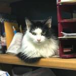 Pet of the Week: Perch