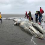 In this May 24, 2019 photo, teachers and students from Northwest Montessori School in Seattle examine the carcass of a gray whale after it washed up on the coast of Washingtons Olympic Peninsula, just north of Kalaloch Campground in Olympic National Park. Federal scientists on Friday, May 31 opened an investigation into what is causing a spike in gray whale deaths along the West Coast this year. So far, about 70 whales have stranded on the coasts of Washington, Oregon, Alaska and California, the most since 2000. (AP Photo/Gene Johnson)