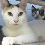 Pet of the Week: Robin