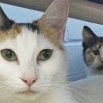 Pet of the Week: Robin