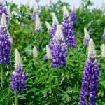 Lupines bloom along the Homer Spit trail on June 6, 2019, in Homer, Alaska. (Photo by Michael Armstrong/Homer News)