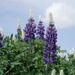 Lupines bloom along the Homer Spit trail on June 6, 2019, in Homer, Alaska. (Photo by Michael Armstrong/Homer News)