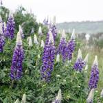 Lupines bloom along the Homer Spit trail on June 6, 2019, in Homer, Alaska. (Photo by Michael Armstrong/Homer News)