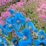Blue poppies and pink meadow rue bloom in Rosemary Fitzpatricks garden on June 14, 2019, in Homer, Alsaka. Who could ask for more? she asks. (Photo by Rosemary Fitzpatrick)