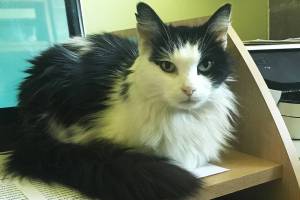 Pet of the Week: Perch