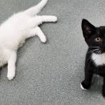 Pet of the Week: Bert and Ernie