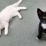 Pet of the Week: Bert and Ernie