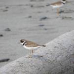 Semipalmated plovers rest on the beach of Discovery Campground in Capt. Cook State Park on June 21, 2019, near Nikiski, Alaska. (Photo by Michael Armstrong/Homer News)