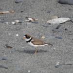 A semipalmated plover rests on the beach of Discovery Campground in Capt. Cook State Park on June 21, 2019, near Nikiski, Alaska. (Photo by Michael Armstrong/Homer News)