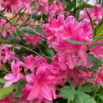 Blooming azaleas  what a delight, the Kachemak Gardener said on June 28, 2019, of the flowers in her Homer, Alaska, garden. These are two of these shrubs here that manage a burst of color each year. (Photo by Rosemary Fitzpatrick)