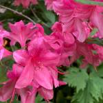 Blooming azaleas  what a delight, the Kachemak Gardener said on June 28, 2019, of the flowers in her Homer, Alaska, garden. These are two of these shrubs here that manage a burst of color each year. (Photo by Rosemary Fitzpatrick)