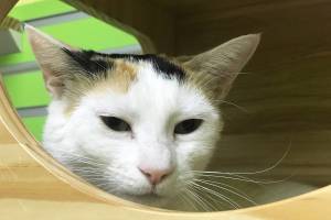 Pet of the Week: Robin