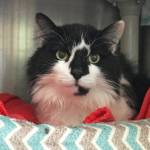 Pet of the Week: Cow