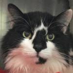 Pet of the Week: Cow