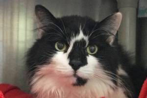 Pet of the Week: Cow