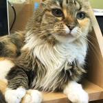 Pet of the Week: Cheyenne