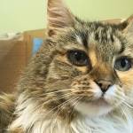 Pet of the Week: Cheyenne