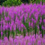 Photo by Michael Armstrong/Homer News                                A field of fireweed is in full bloom on July 14, 2019, on Diamond Ridge in Homer, Alaska.