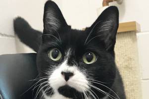 Pet of the Week: Grimlock