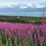 Fireweed blooms in the hills overlooking Kachemak Bay as seen from Old East End Road on Saturday, July 20, 2019 near Homer, Alaska. (Photo by Megan Pacer/Homer News)