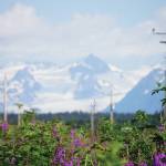 Fabulous fireweed Fireweed blooms on July 17 in the fields around Diamond Ridge Road in Homer, as Grewingk Glacier looms across Kachemak Bay. (Photo by MIchael Armstrong/Homer News)