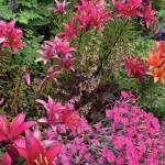 Cottage pinks, asiatic lilies, heuchera, thalictrum, all happily cohabitate in a very unplanned perennial bed at the Kachemak Gardeners garden in this photo taken on July 28, 2019, in Homer, Alaska. (Photo by Rosemary Fitzpatrick)