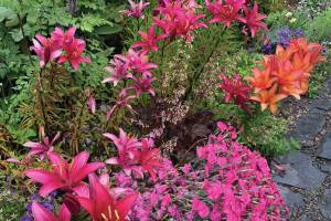 Cottage pinks, asiatic lilies, heuchera, thalictrum, all happily cohabitate in a very unplanned perennial bed at the Kachemak Gardeners garden in this photo taken on July 28, 2019, in Homer, Alaska. (Photo by Rosemary Fitzpatrick)