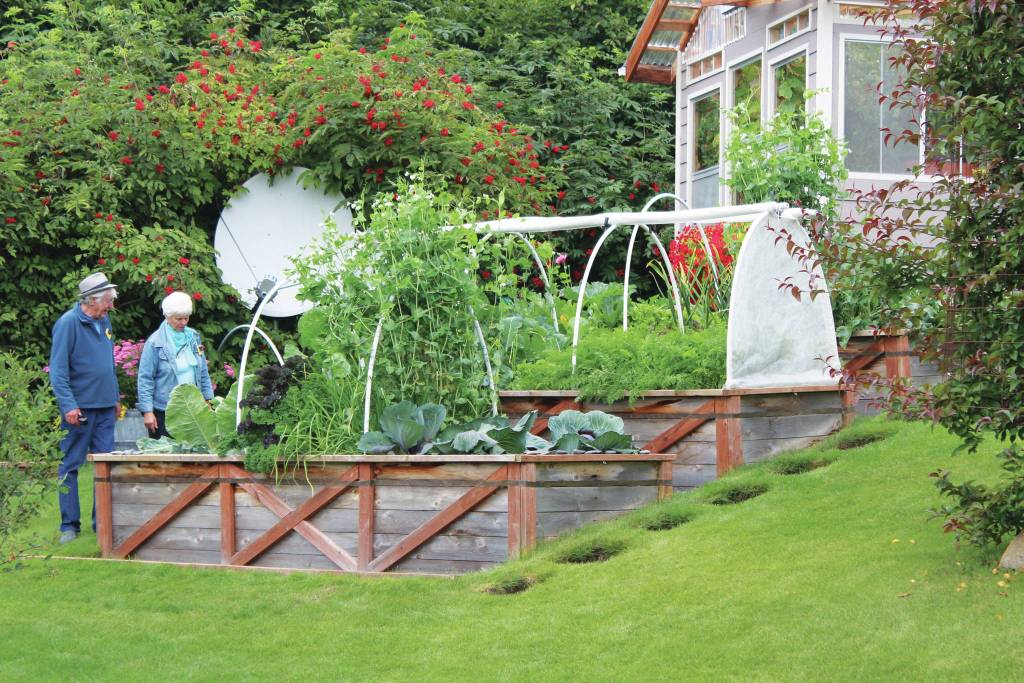 Visitors inspect various growing produce at one of five expansive gardens featured in this years Garden Tour on Sunday, July 28, 2019 in and around Homer, Alaska. (Photo by Megan Pacer/Homer News)