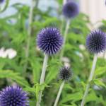 Spiky purple flowers catch the eyes of passersby at one of five gardens featured in this years Garden Tour, held Sunday, July 28, 2019 in and around Homer, Alaska. (Photo by Megan Pacer/Homer News)