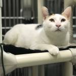 Pet of the Week: Robin