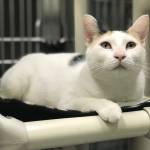 Pet of the Week: Robin